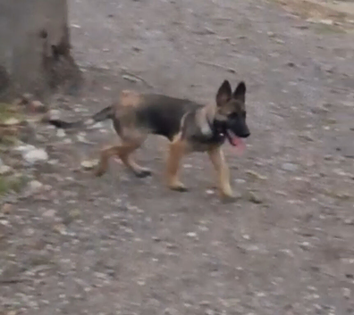 Gorgeous German Shepherd puppies (only 1 female now available)