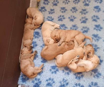 GOLDEN MINIATURE LABRADOODLE PUPS FROM 5* LICENCED BREEDER.