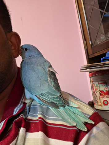 Hand reared baby ringnecks