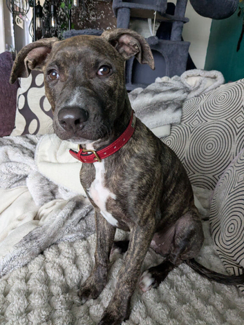 Beautiful Staffy girl 6 months old