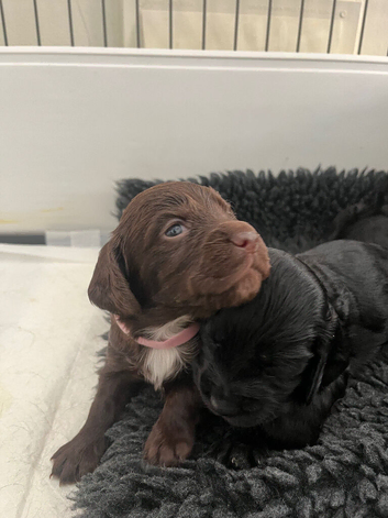 Kc cocker spaniel puppies
