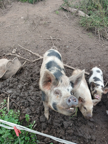 Female kune kune with her last litter