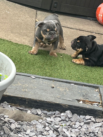 Old tyme/ British bull dog puppies