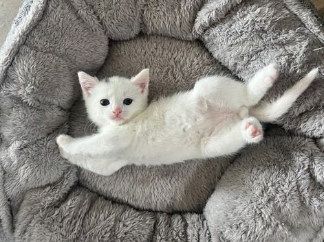 3 boy kittens left
