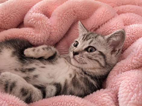 BSH sliver tabby cross bengal