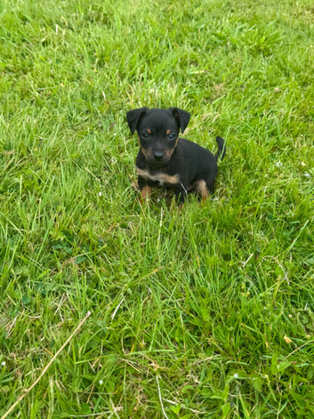 Jack Russell puppies