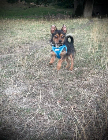 Beautiful chorkie boy