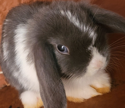 Mini lop