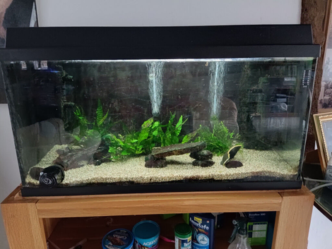 Free fish tank and 6 fish.