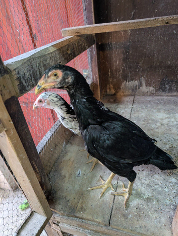 Aseel chicken for sale
