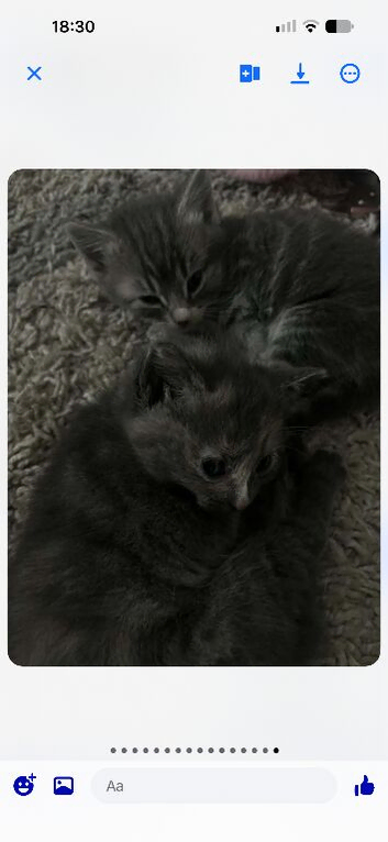 Beautiful grey girls
