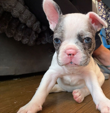 Beautiful French bulldog