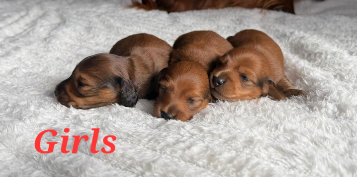 Small Standard Long-Haired Dachshund Puppies