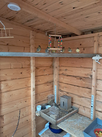 Baby Fife Canaries For Sale