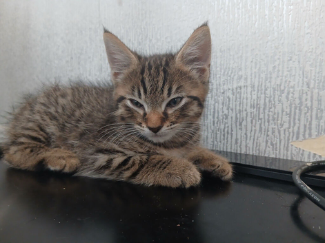 Female kitten looking for her forever home