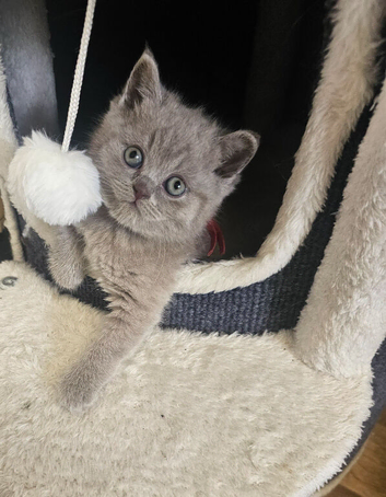Lilac girls British shorthair