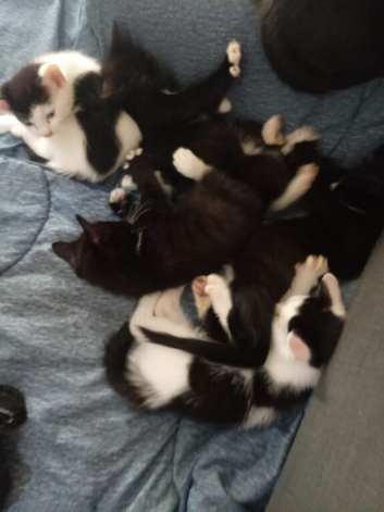 4 kittens need a loving home