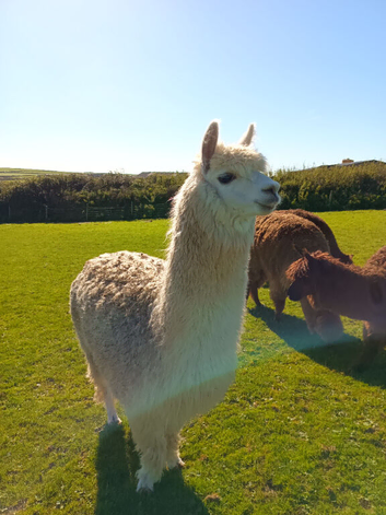Male castrated alpacas