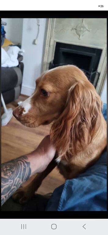 Cocker spaniel puppys