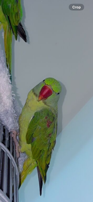 1 year old alexandrine parrot