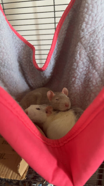 Nixie and Nova , 2 Female Rats around 5months
