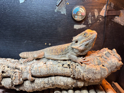 2 year old bearded dragon male with full set up