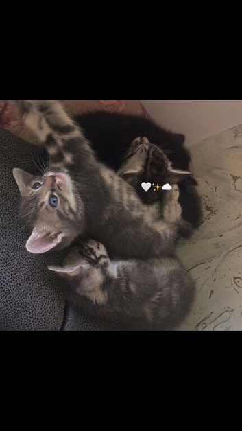 Kittens