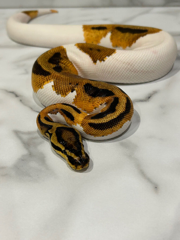 Royal Python Orange Dream Pied (Pass Het Sunset)