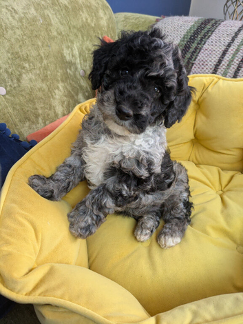 Miniature Poodle Puppies (Blue Merl & Black)