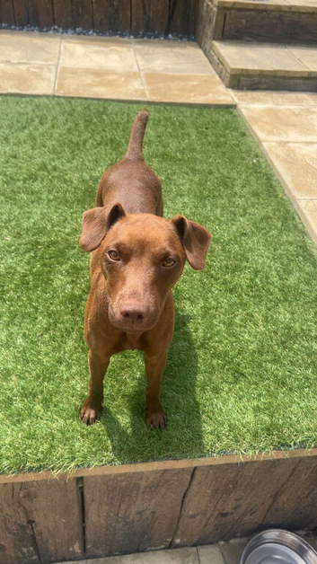 Patterdale x Lakeland