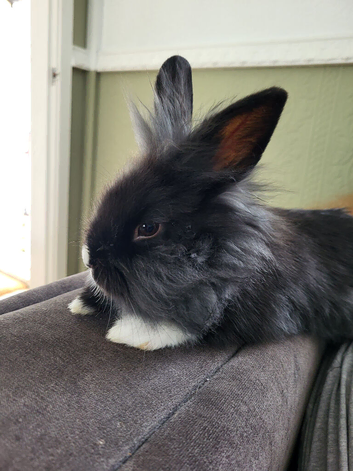 Lionhead baby 14 weeks old
