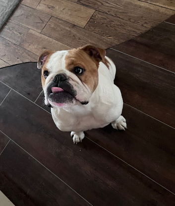 Bulldog looking for a new home