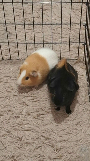 2 male guinea pigs OFFERS