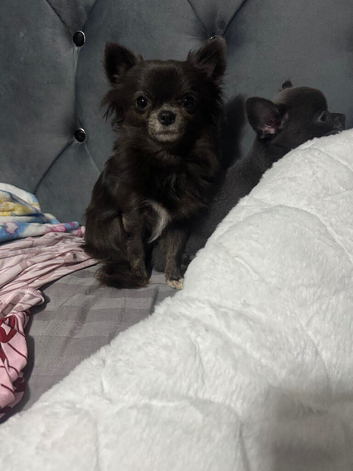 Missing chihuahua