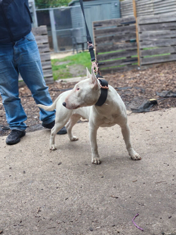 english bull terrier male
