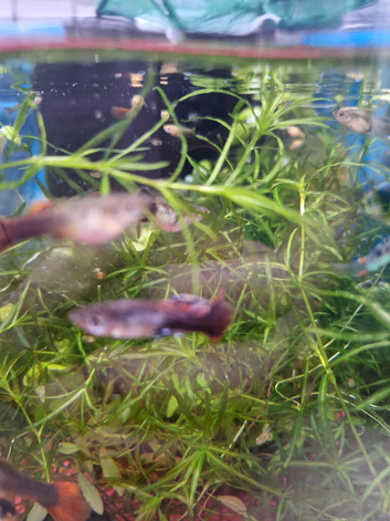 Fancy Guppies