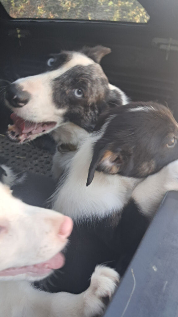 Farm reared pups