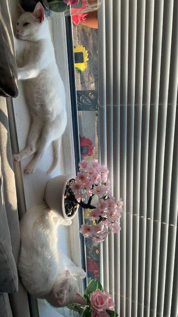 Beautiful all white cats and 1 grey tabby