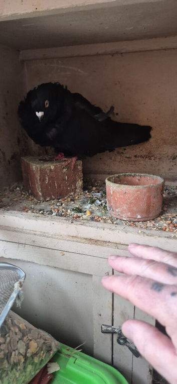 Male chinese owlpigeon...