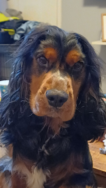 2yr old tri-colour cocker spaniel