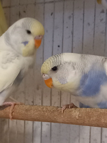 2026 Pied Budgies for sale