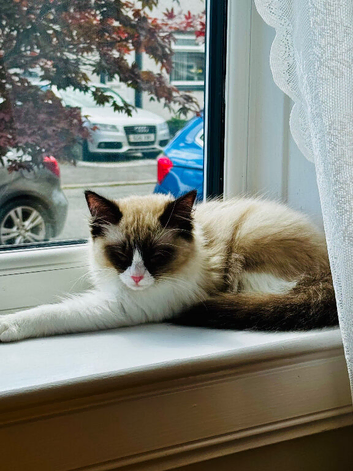 Ragdoll kitten