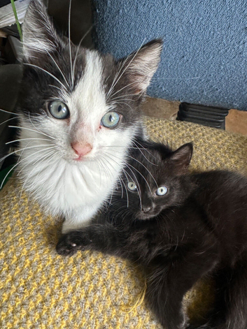 Kittens looking for their loving forever home