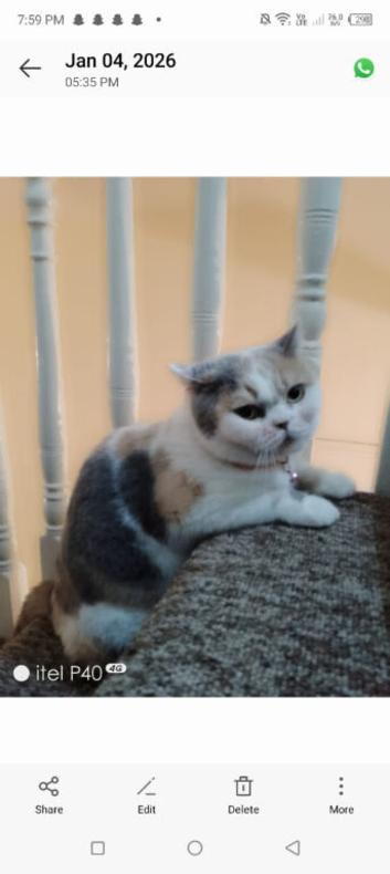 Lola for sell in plymouth