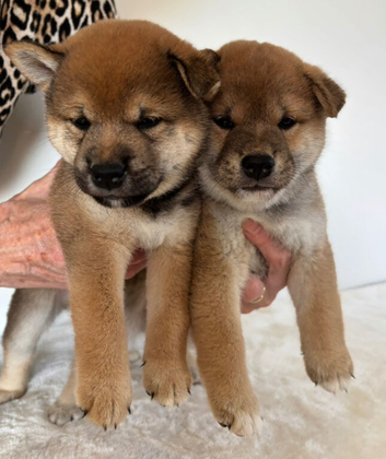 Japanese Shiba Inu puppies