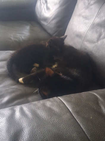Black russianb cross tuxedo kitten