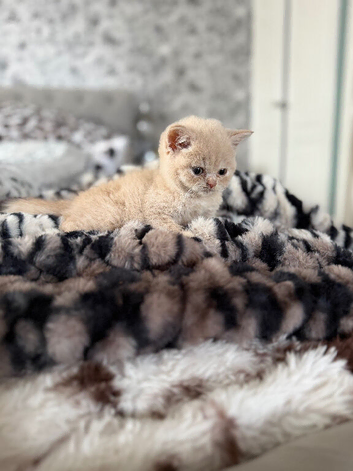 British shorthair Boy