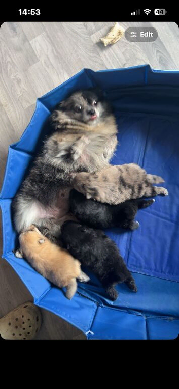 4 beautiful Pomeranian's 3 girl 1 boy