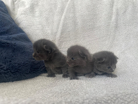 1 boy left !! Grey Britishshort haired x Bengal