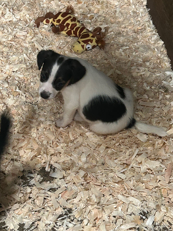 JR PUPPIES